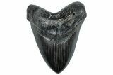 Robust, Fossil Megalodon Tooth - South Carolina #297415-1